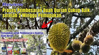 Review Proses Pembesaran Buah setelah 2 Minggu Pemupukan [upl. by Morell210]