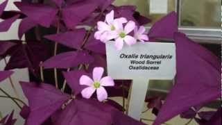 Oxalis Triangularis [upl. by Coad659]