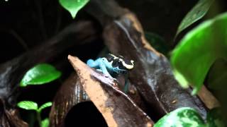 Dendrobates tinctorius graubeiner powder blue ruft calling [upl. by Eliathas476]