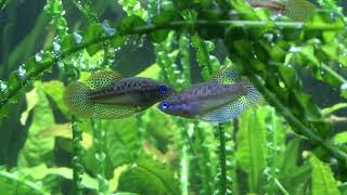 Trichopsis pumila Knurrender Zwerggurami courtship dance Balztanz [upl. by Martina118]