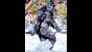 Buddy Knox Bigfoot Song [upl. by Blum]