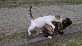 Inexperienced Young Male Cat Wants to Forcibly Mate with a Female Cat [upl. by Zetroc747]