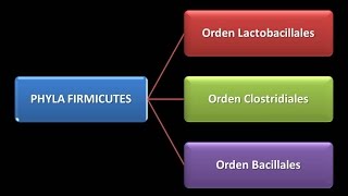 Dominio Bacteria  Phylum Firmicutes [upl. by Kiraa]