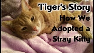 Adopting a Stray Cat Tigers Story [upl. by Cadel]