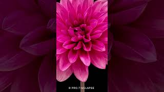 Dahlia flower blooming Time Lapse shorts [upl. by Yelknirb]