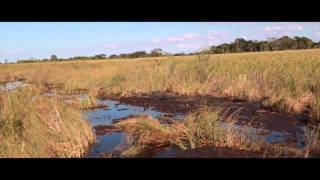 Miccosukee Reservation Everglades Tour [upl. by Leventis]