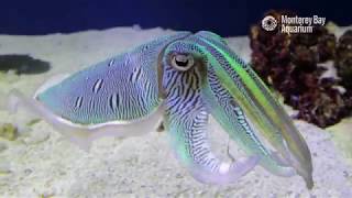 Kisslip Cuttlefish Changing Colors In Inkredible Mating Displays  The Critter Corner [upl. by Aseek439]