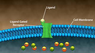 Types of Drug Receptors [upl. by Wiese]