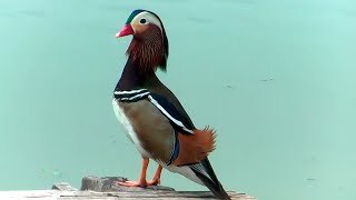 ② Mandarin Duck Aix galericulata pato mandarín Mandarinente [upl. by Negam]