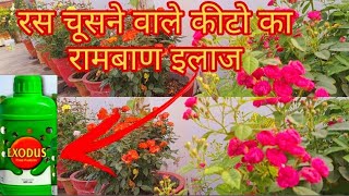 गुलाब के लिए जैविक कीटनाशक  Best Organic Insecticide for Rose Plant  organic Insecticide [upl. by Duane512]