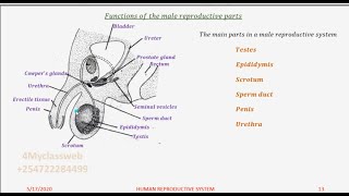 Male Reproductive Parts and their functions Lesson two [upl. by Igic]