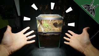 ULTIMATE FOSSORIAL TARANTULA ENCLOSURE [upl. by Alegre]