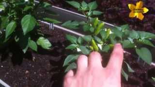 Growing Pepper Plants in Pots amp Containers Easy at Home [upl. by Mackler]