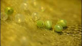 Poplar Hawk Moth Eggs Hatching Music by Sui Tetti [upl. by Yetty]