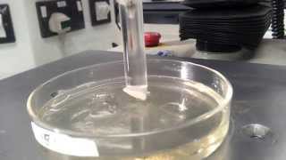 In vitro Mucoadhesion test of Chitosan and Gelatin film [upl. by Sikata180]