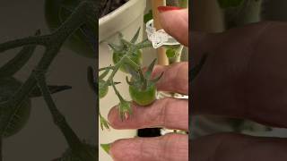 BEEFSTEAK TOMATOES PLANTED IN 10 INCH POCKETS GREENSTALK VERTICAL TOWER [upl. by Alemat508]