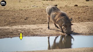 Crocodile Attack Warthog Drinking  Animal Fighting  ATP Earth [upl. by Boland]