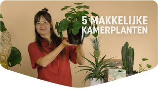 Top 5 Makkelijke Kamerplanten [upl. by Fulbright]