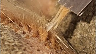 Satisfying Ingrown Paw Hair [upl. by Whitney]