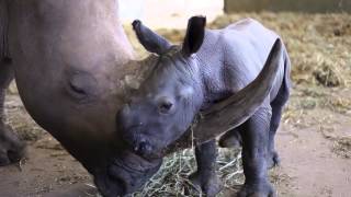 Terri Bindi and Robert Irwin welcome new babies to Australia Zoo [upl. by Elleinaj190]