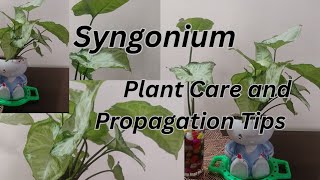 All about Syngonium  Arrowhead Plant  सिंगोनियम की देखभाल  सिंगोनियम की पूरी जानकारी  Syngonium [upl. by Morse197]