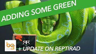 Green Tree Python joins the collection   update on REPTIRAD [upl. by East]