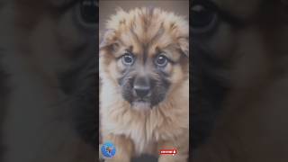 Lion shepherd dog 😍🤩🐶🐶 short youtubeshorts dog pets lionshephred shortsfeed shortsviral [upl. by Nuavahs]