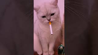 Do cats also smoke cigarettes cat pets funny catlover animals short [upl. by Cummine]