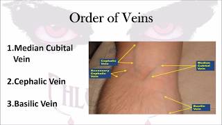 Phlebotomy The Order of Veins [upl. by Adnuhsor503]