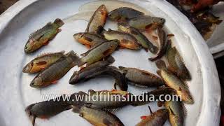 Climbing perch also called the Walking Fish on sale in Dhaka [upl. by Amery8]