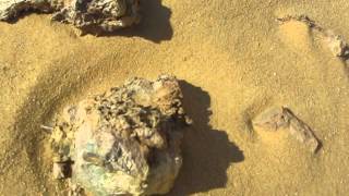 Basilosaurus Whale Fossil at Wadi El Hitan Al Fayoum Egypt 2012 [upl. by Jaime]