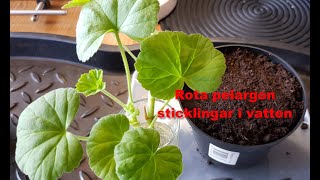 Rota pelargonsticklingar i vatten [upl. by Soinotna797]