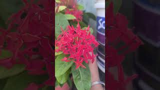 gardening viralvideo youtubeshorts trending tannuparveen [upl. by Neisa405]