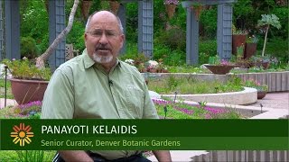 Plant Select South African Ice Plants with Panayoti Kelaidis Denver [upl. by Arleen]