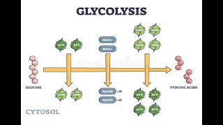 1 Carbohydrates GLYCOLYSIS شرح بالعربي [upl. by Bliss280]