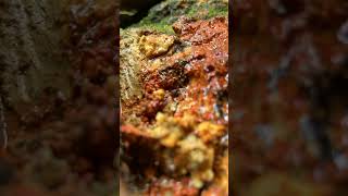 Unbelievable Crystal Discovery 🤯😱 gemstones roughgems satisfying minerals [upl. by Adnoluy211]