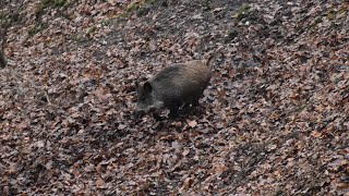 Chasse au Sanglier en battue Compagnies à mon poste  Chasse HD [upl. by Linnea]