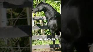 nomorehashtags horse folly morgan friesian hackney [upl. by Kelwen]