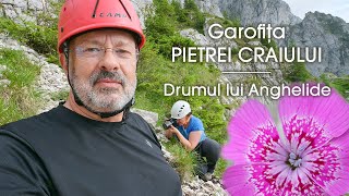 Garofița Pietrei Craiului  Drumul lui Anghelide [upl. by Errehs]