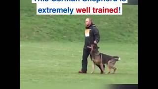 BEST TRAINED GERMAN SHEPHERDDOG [upl. by Ohce]