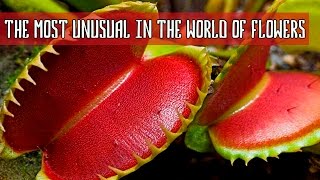 TOP 10  MOST UNUSUAL FLOWERS AND PLANTS IN THE WORLD [upl. by Theda801]