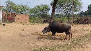 भैंस में कृत्रिम गर्भाधान कैसे किया जाता है इस वीडियो के माध्यम से देखिए snehavlogsbuffalo aivet [upl. by Vasiliu]