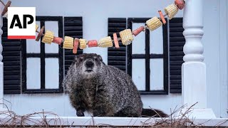 Georgia groundhog General Beauregard Lee predicts an early spring [upl. by Alyl]