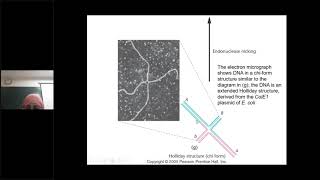 Lecture DNA Recombination amp repair by DrSHABANA SHIREEN Dept of Biochemistry Asram [upl. by Agatha]