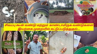 Pheromone trap for rhinoceros beetleகாண்டாமிருக மற்றும் சிவப்பு கூன் வண்டுகளை கட்டுப்படுத்தலாம் [upl. by Ayet649]