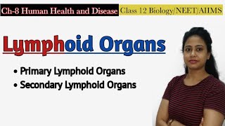 Lymphoid OrgansPrimary amp Secondary Lymphoid Organs Human Health and DiseaseClass 12 Biology NEET [upl. by Cofsky]