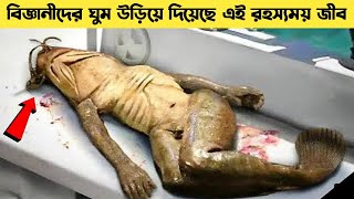 সমুদ্রের গভীরের প্রাণীরা কেন এত বড় হয়  কারণ জানলে অবাক হয়ে যাবেন  Why Deep Sea Creatures are Big [upl. by Eelaras106]