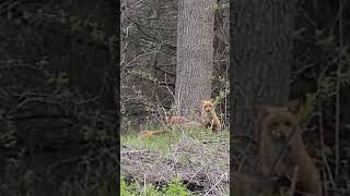 Fox family Семейство лист на опушке nature foxes [upl. by Eatnom54]