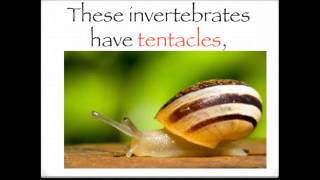 The invertebrates song [upl. by Yrakcaz]