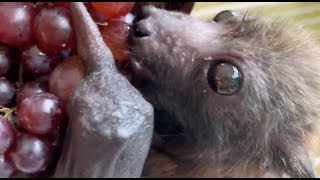 Baby bat loves expensive currant grapes this is Fussbudget [upl. by Erdried]